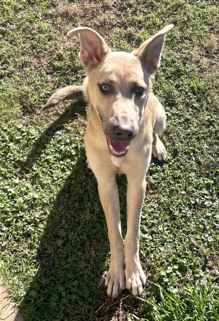 Gunner*, a Adoptable mixed breed in Belton, TX image 1/5