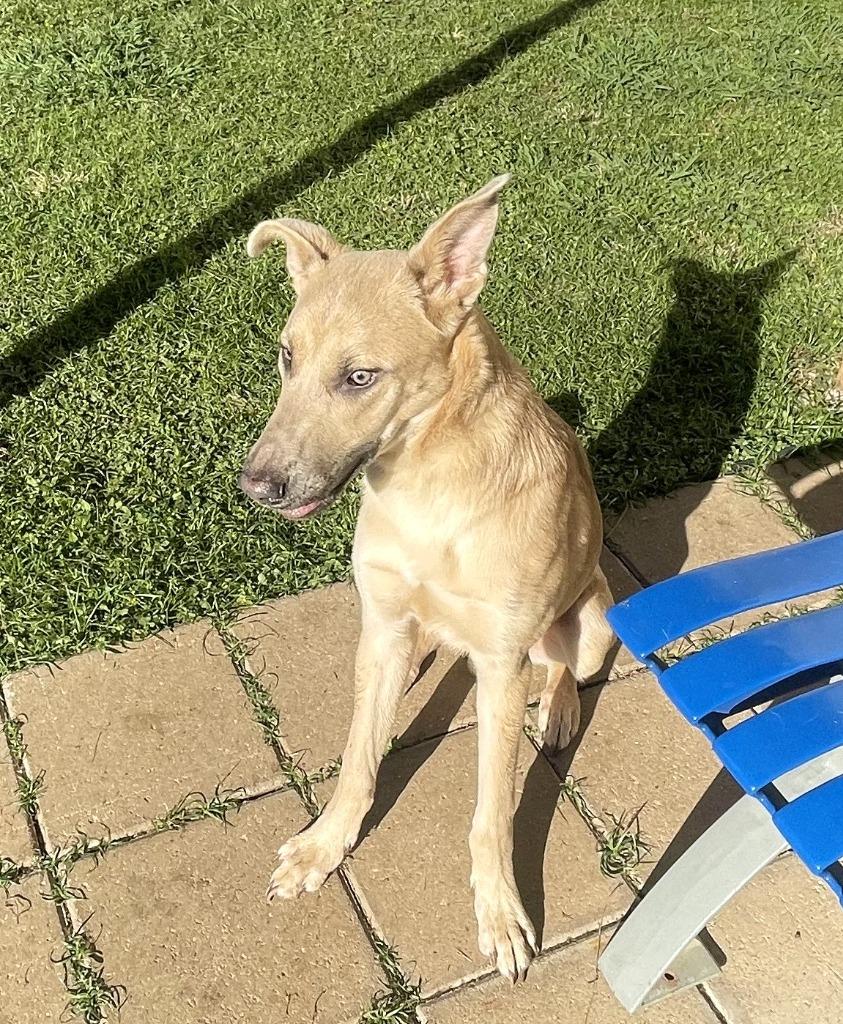 Gunner*, a Adoptable mixed breed in Belton, TX image 4/5