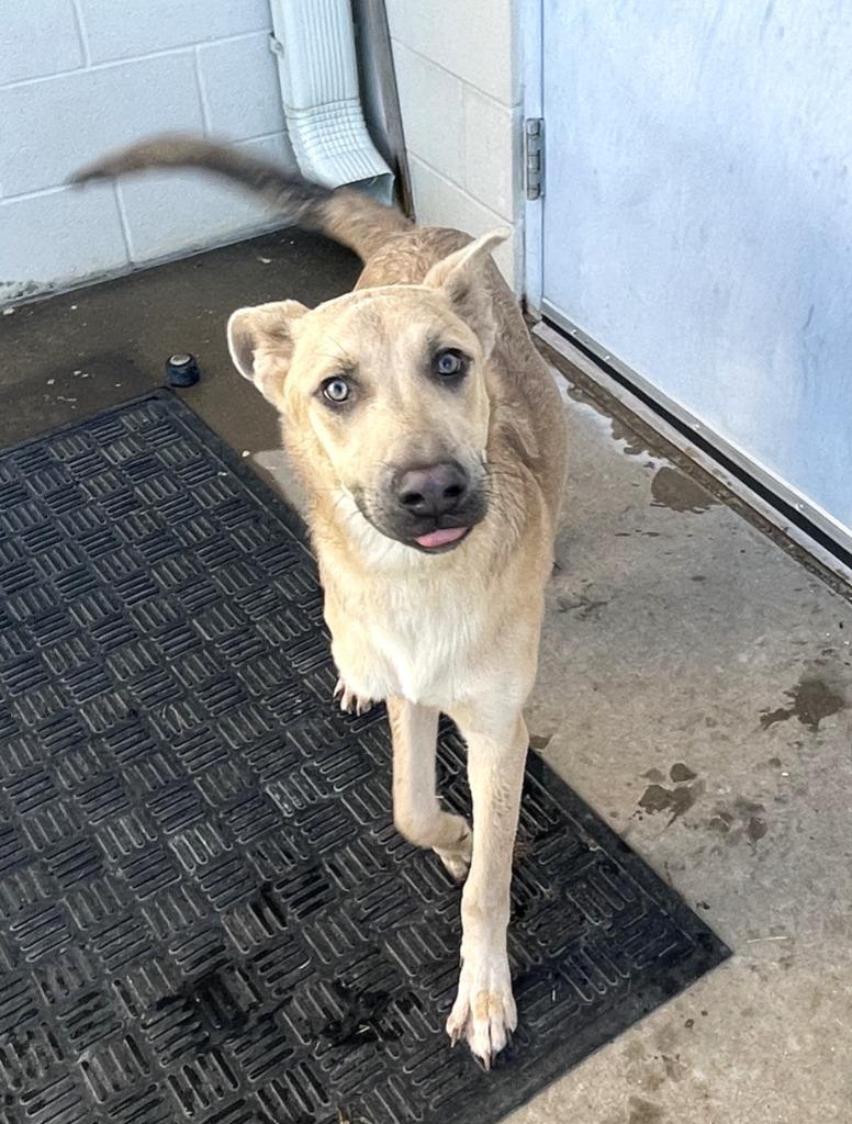 Gunner*, a Adoptable mixed breed in Belton, TX image 5/5