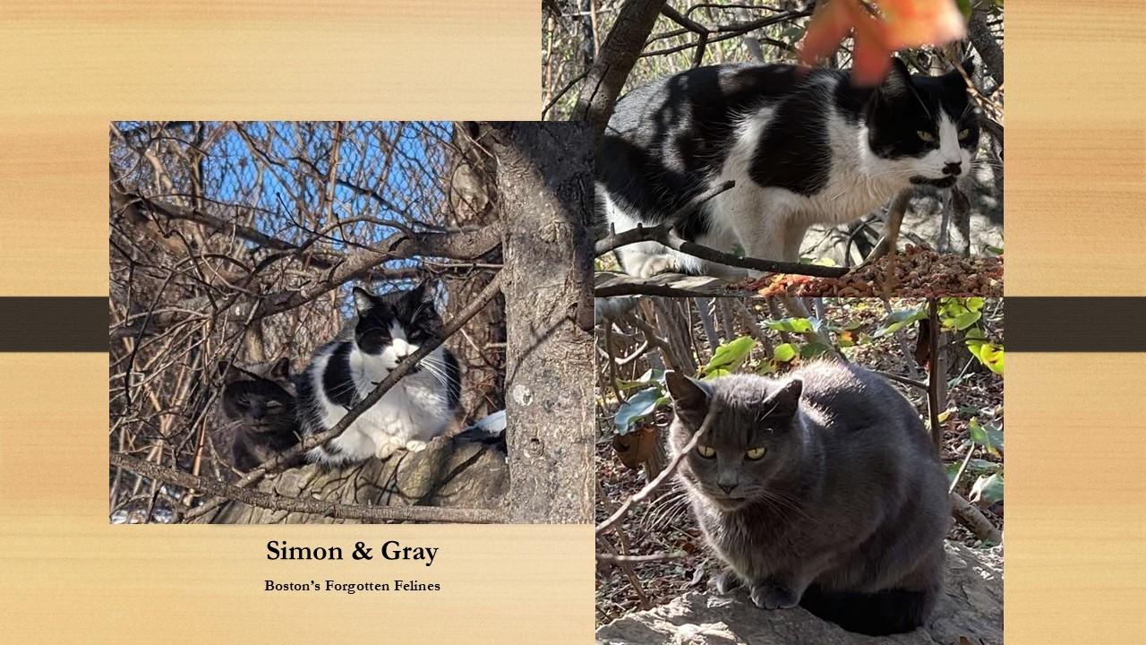 Enlarge Simon & Gray, a Adoptable Domestic Short Hair in Roslindale, MA image 1/1