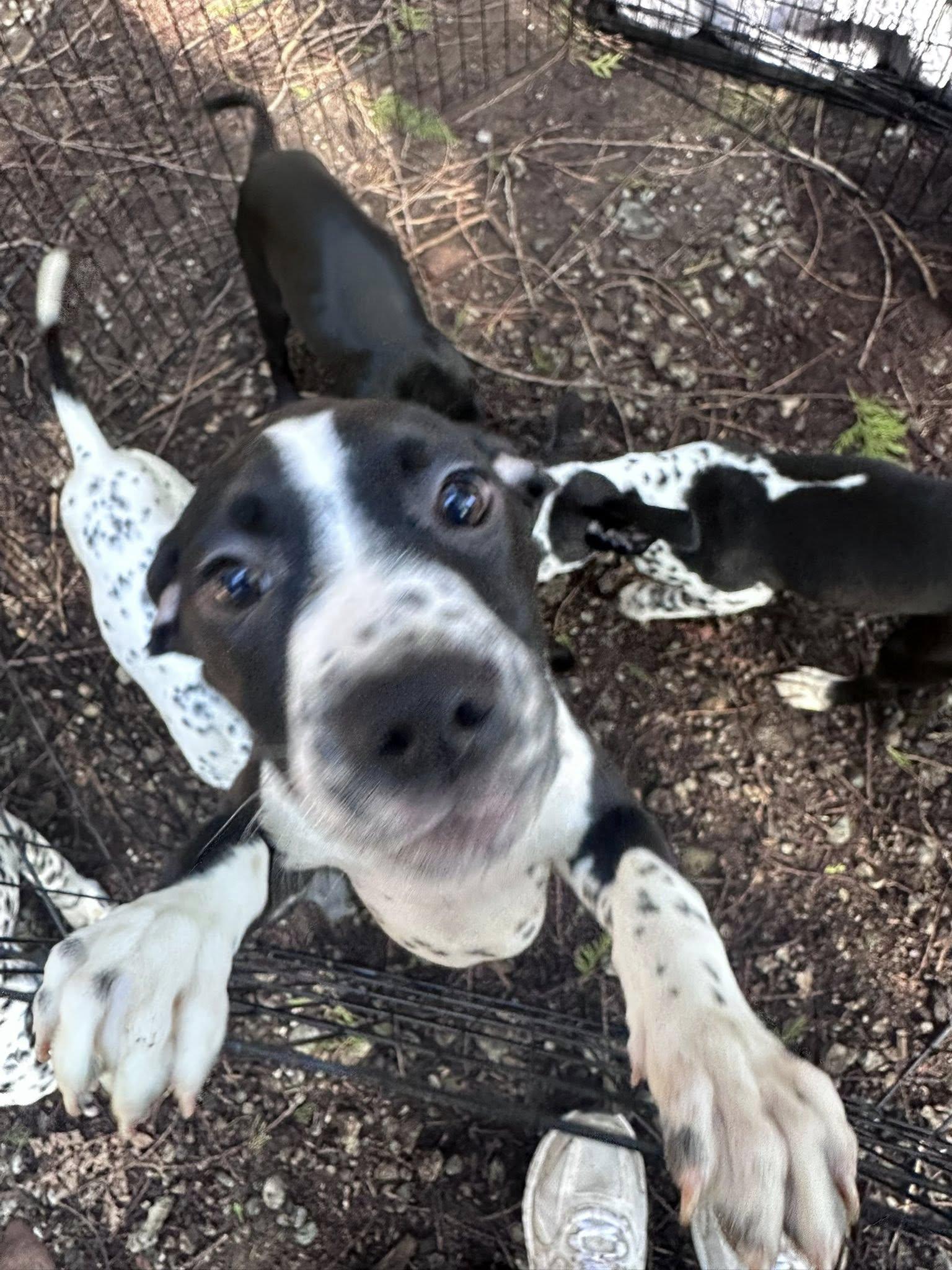 Ube-Scappoose, OR, a ADOPTABLE mixed breed in Scappoose, OR image 2/5