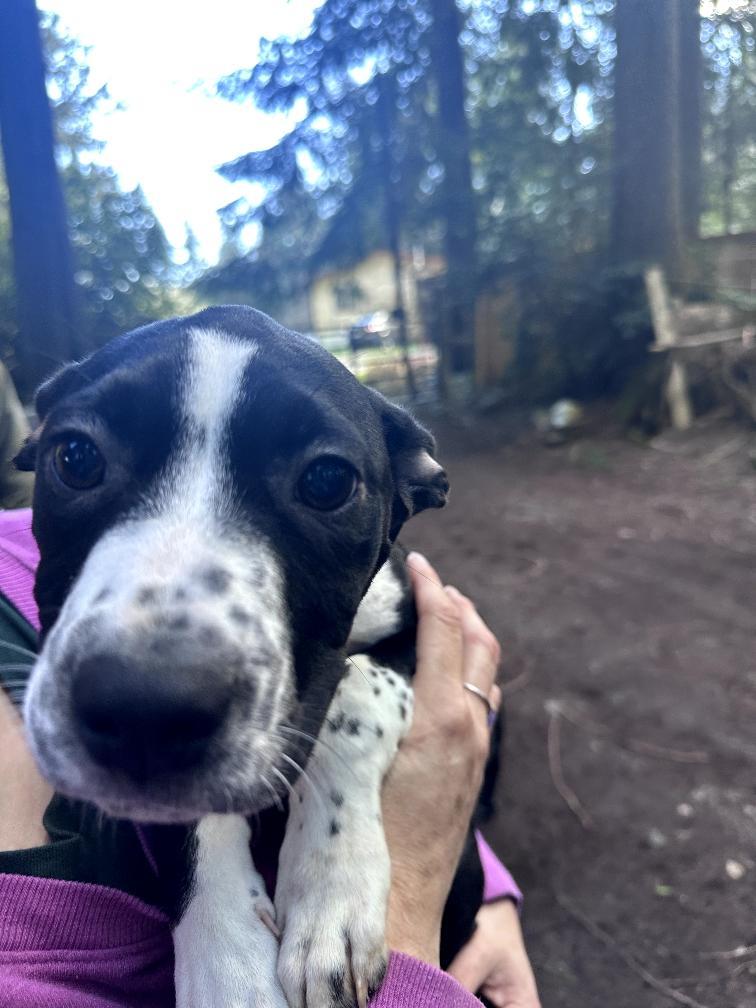 Ube-Scappoose, OR, a ADOPTABLE mixed breed in Scappoose, OR image 4/5