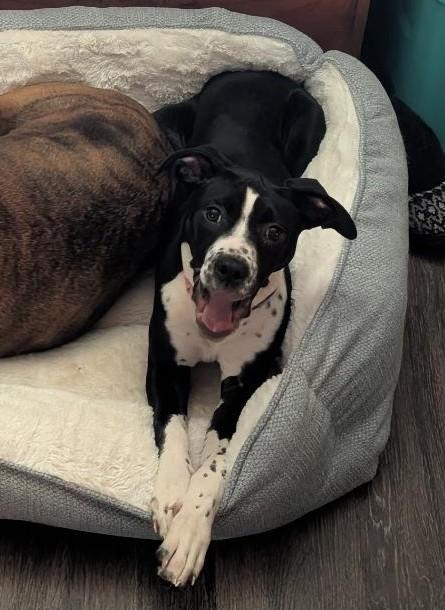 Ube-Scappoose, OR, a ADOPTABLE mixed breed in Scappoose, OR image 1/5