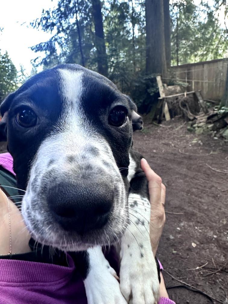 Ube-Scappoose, OR, a ADOPTABLE mixed breed in Scappoose, OR image 3/5