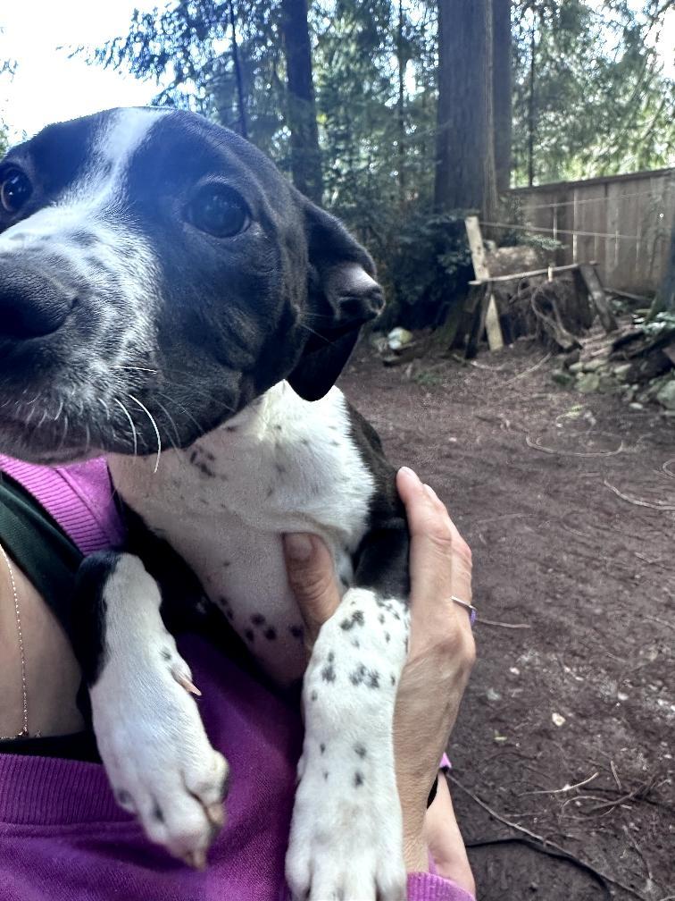 Ube-Scappoose, OR, a ADOPTABLE mixed breed in Scappoose, OR image 5/5