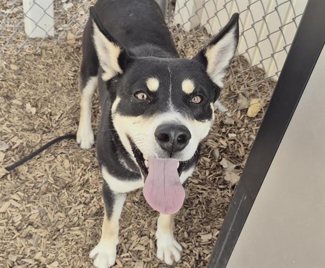 Enlarge DALLAS, a Adoptable mixed breed in Albuquerque, NM image 1/3