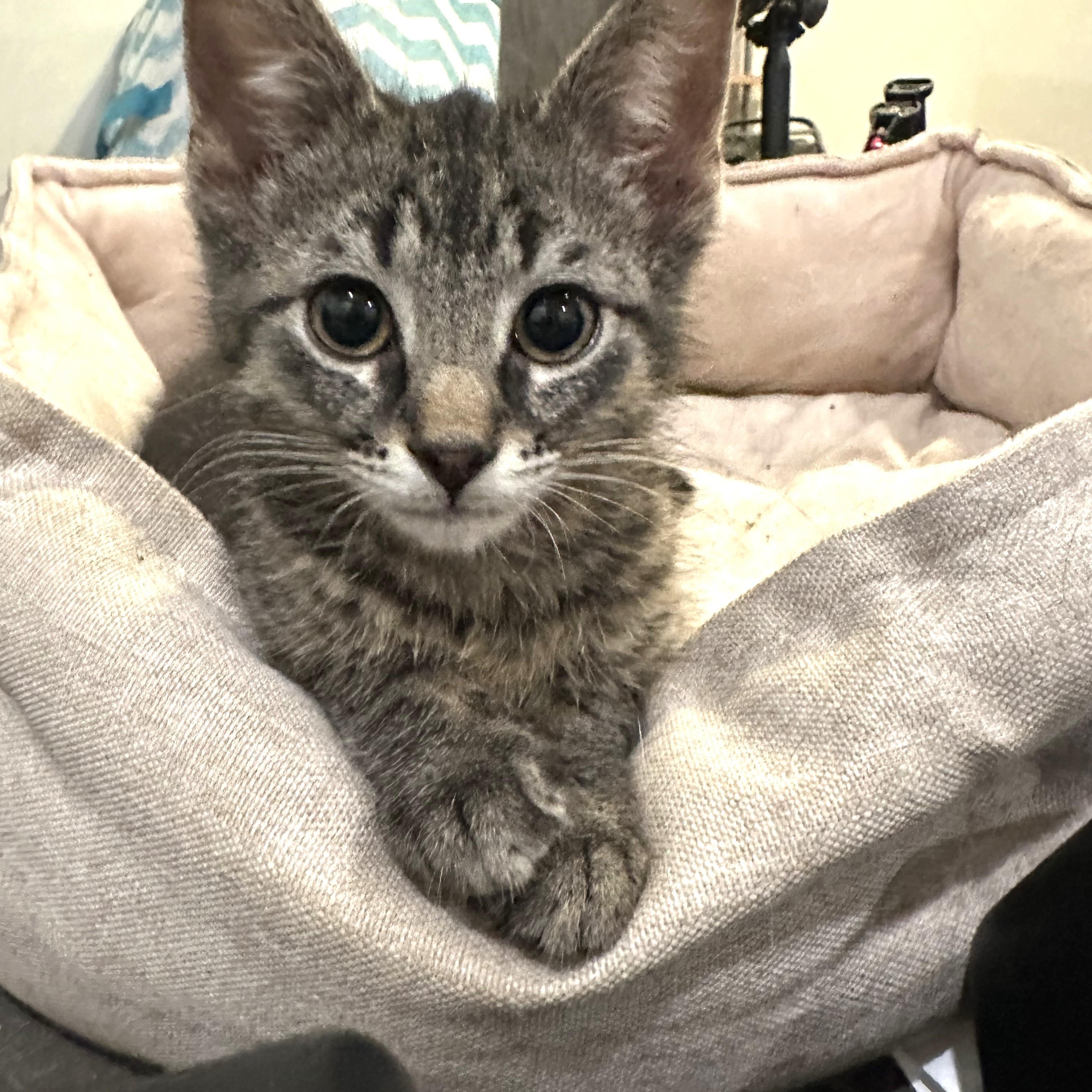 Ron, ADOPTABLE, Kitten Male Domestic Short Hair.