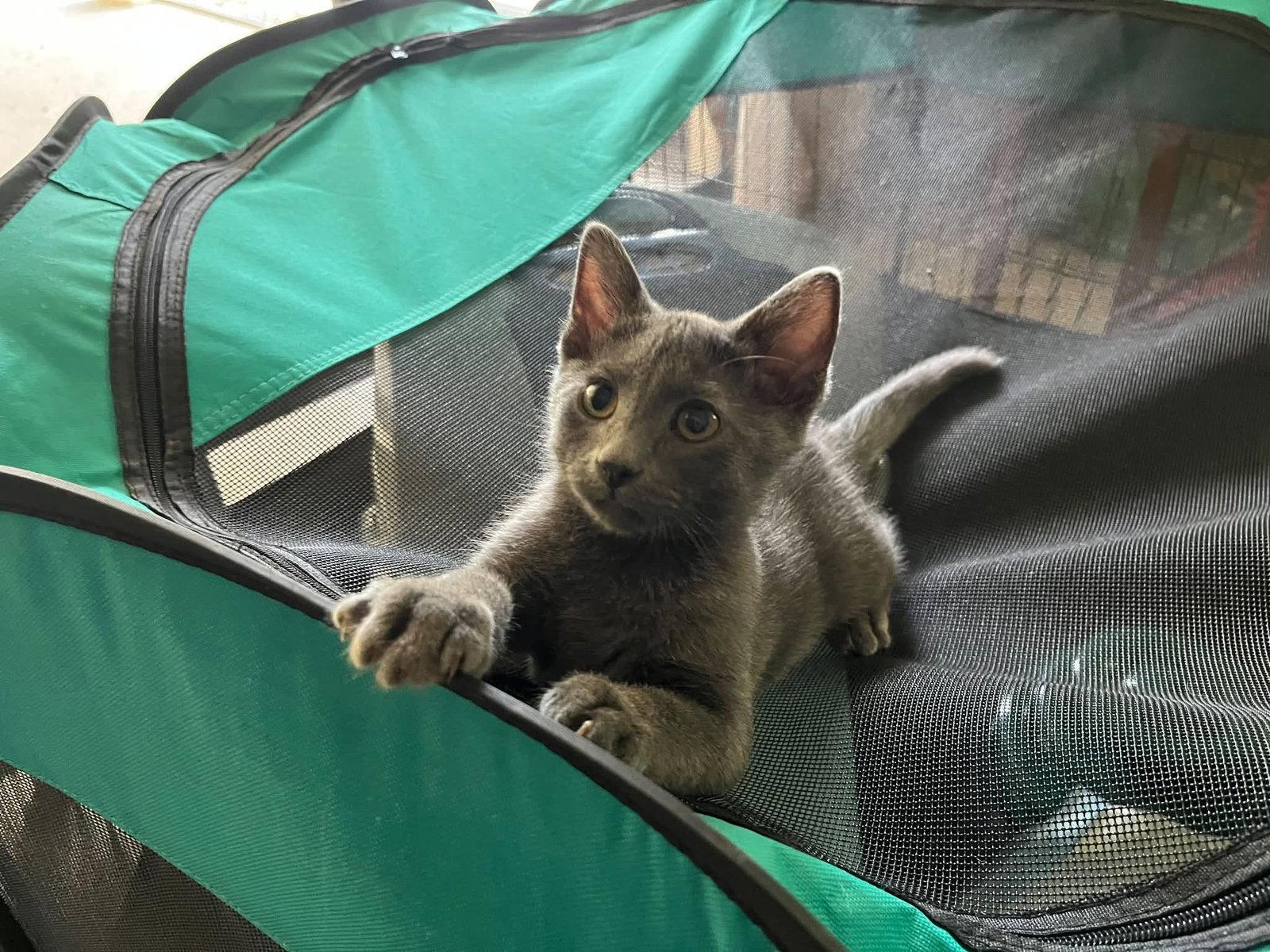 GusGus, Adoptable, Young Male Domestic Short Hair.