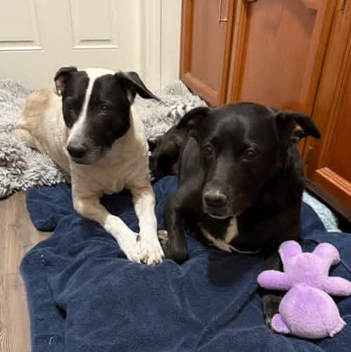 Harli (Bonded Pair w/ Bear), a Adoptable mixed breed in Petaluma, CA image 1/2