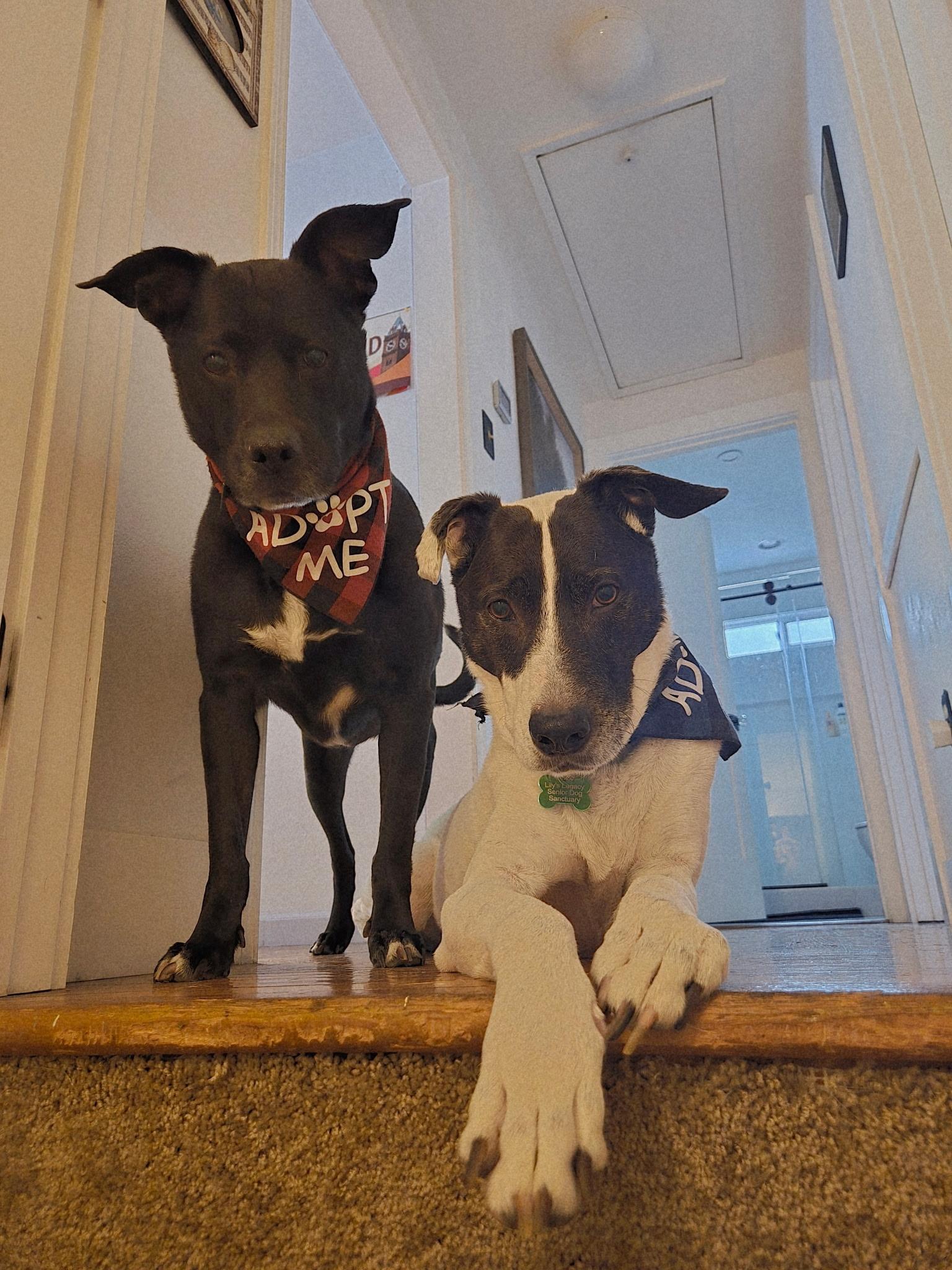 Enlarge Harli (Bonded Pair w/ Bear), a Adoptable mixed breed in Petaluma, CA image 3/3