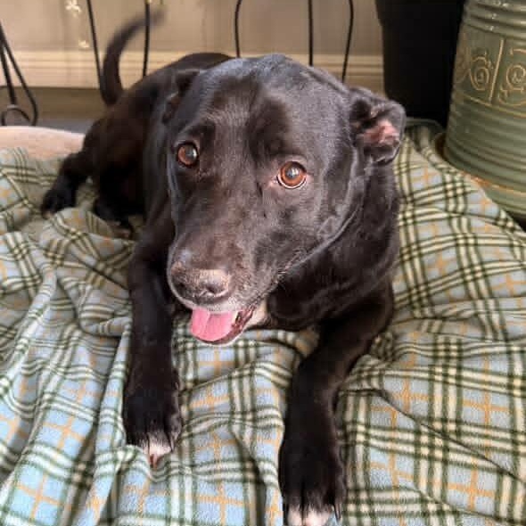 Harli (Bonded Pair w/ Bear), a Adoptable mixed breed in Petaluma, CA image 2/2