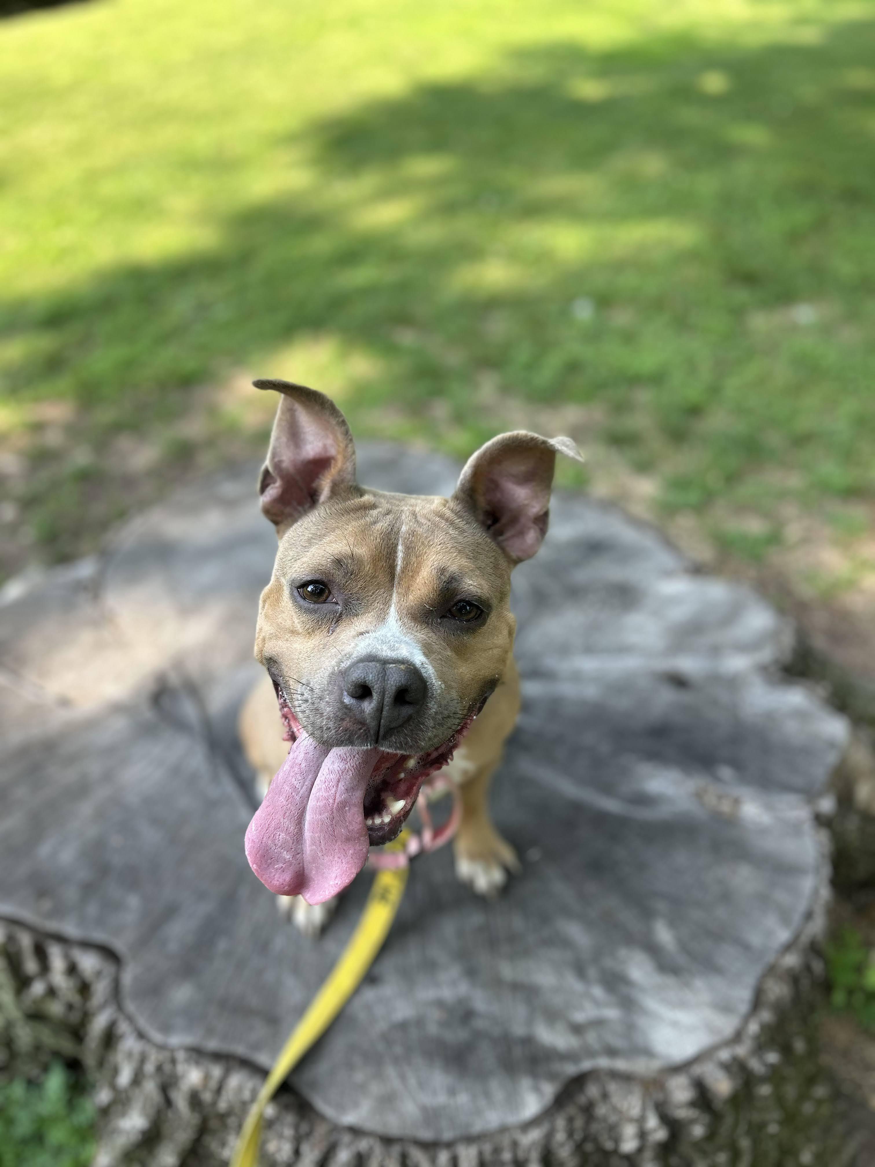 Enlarge Sweet Tawny, a Adoptable American Staffordshire Terrier in East Orange, NJ image 5/5
