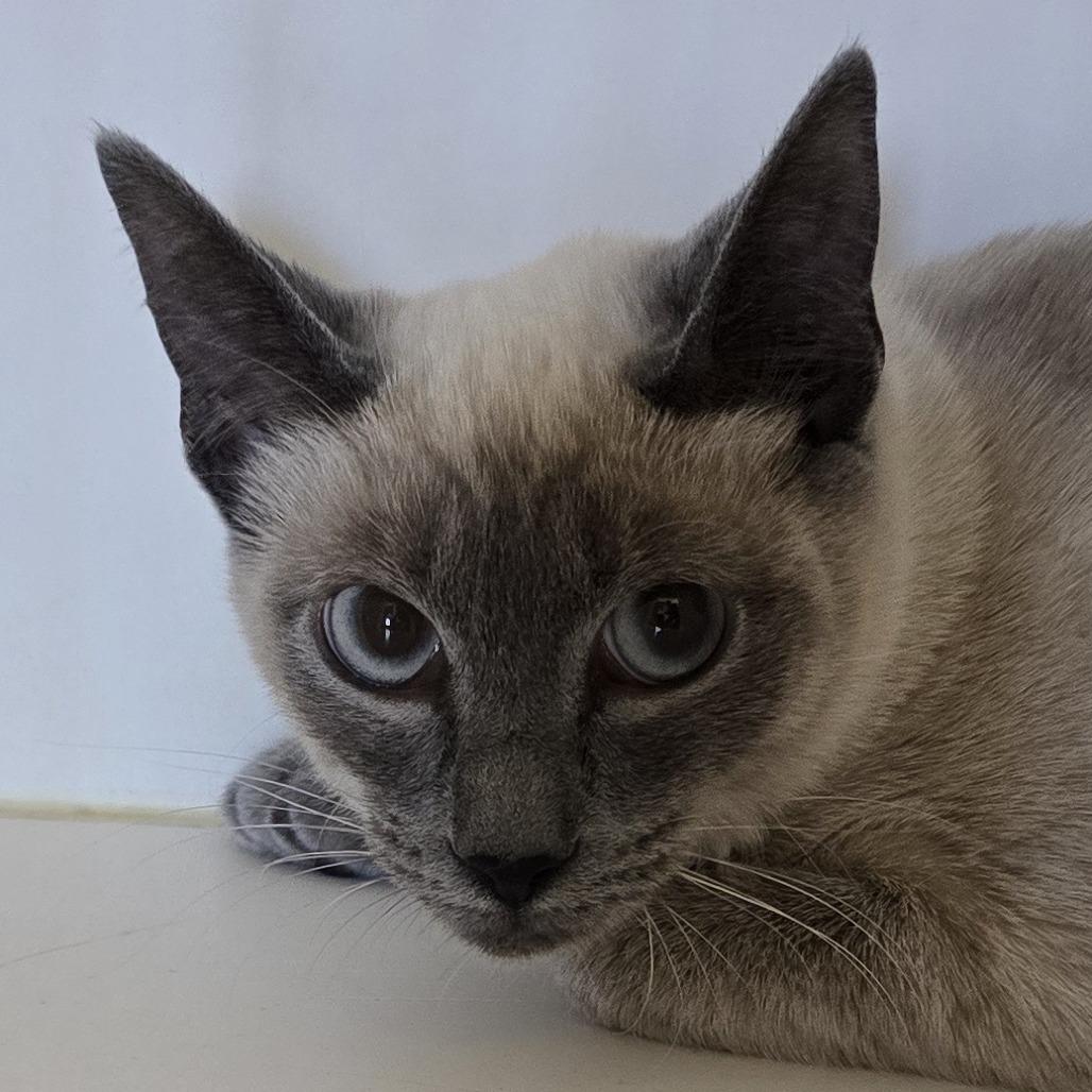 Enlarge Peggy, a Adoptable Siamese in Winston Salem, NC image 1/1