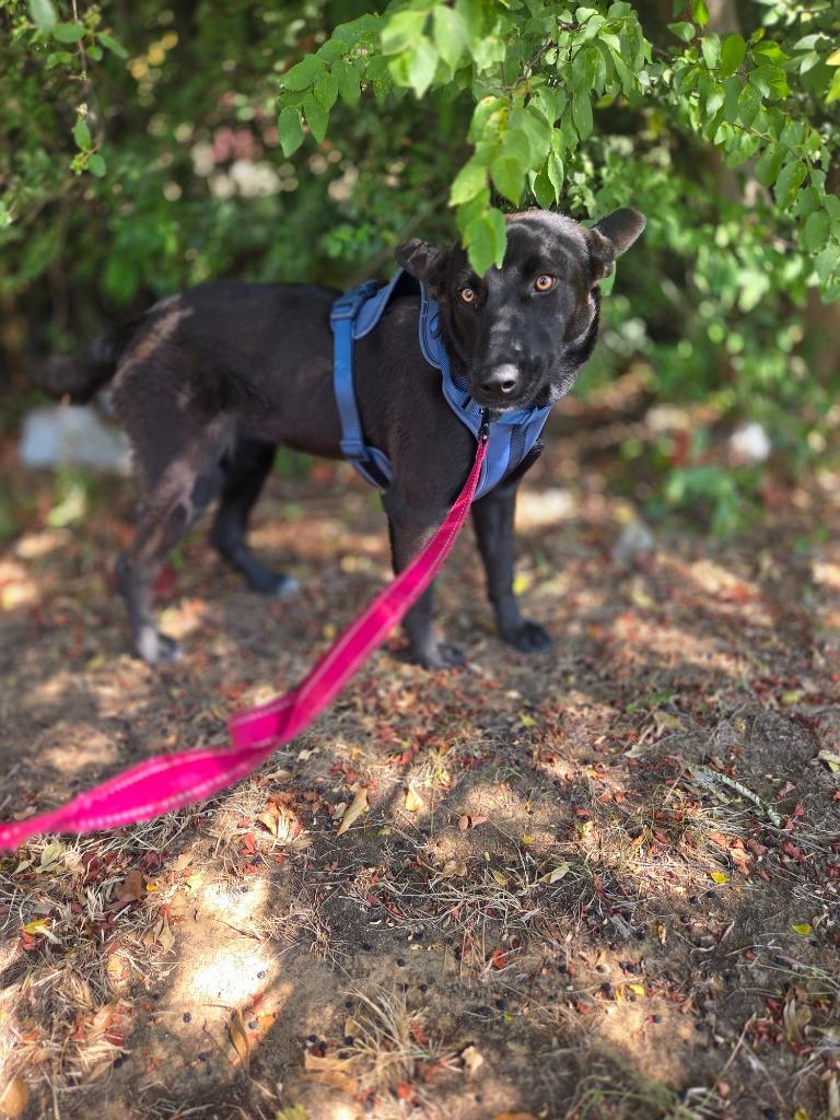 Enlarge Bella, a Adoptable mixed breed in Gilmer, TX image 1/4