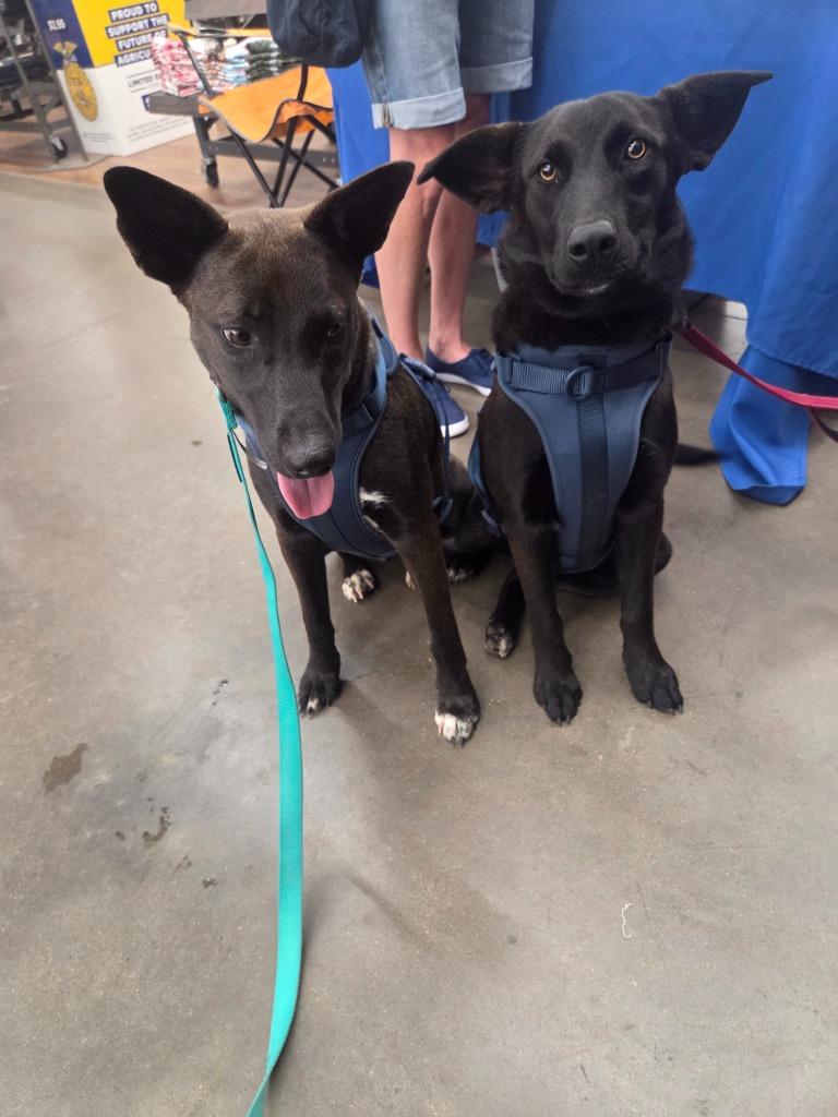 Enlarge Bella, a Adoptable mixed breed in Gilmer, TX image 2/4
