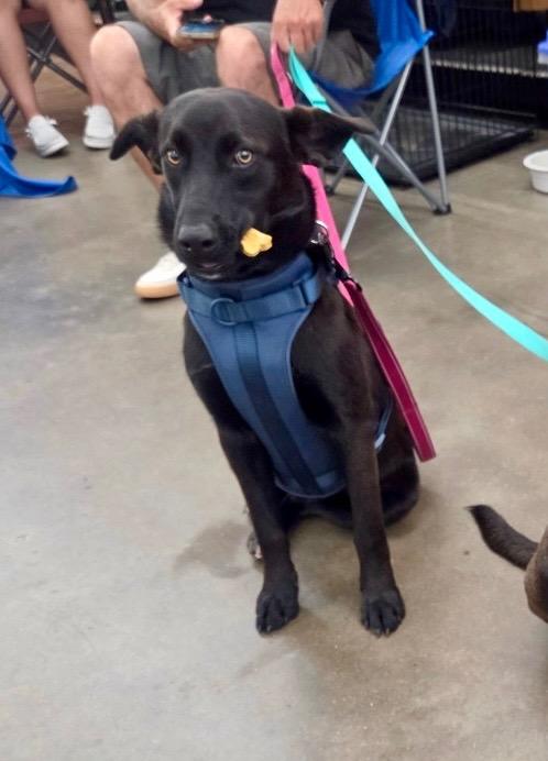 Enlarge Bella, a Adoptable mixed breed in Gilmer, TX image 4/4