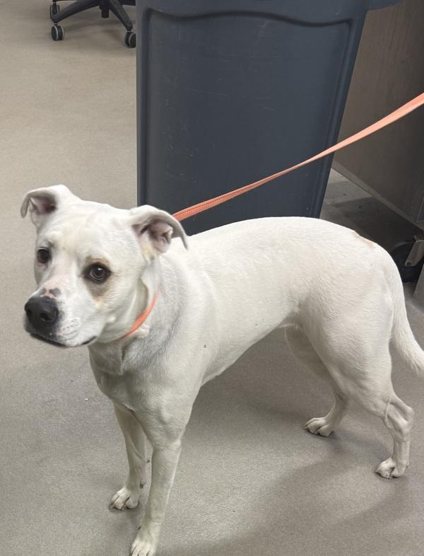 Enlarge Clue, a Adoptable mixed breed in Millersville, MD image 1/1