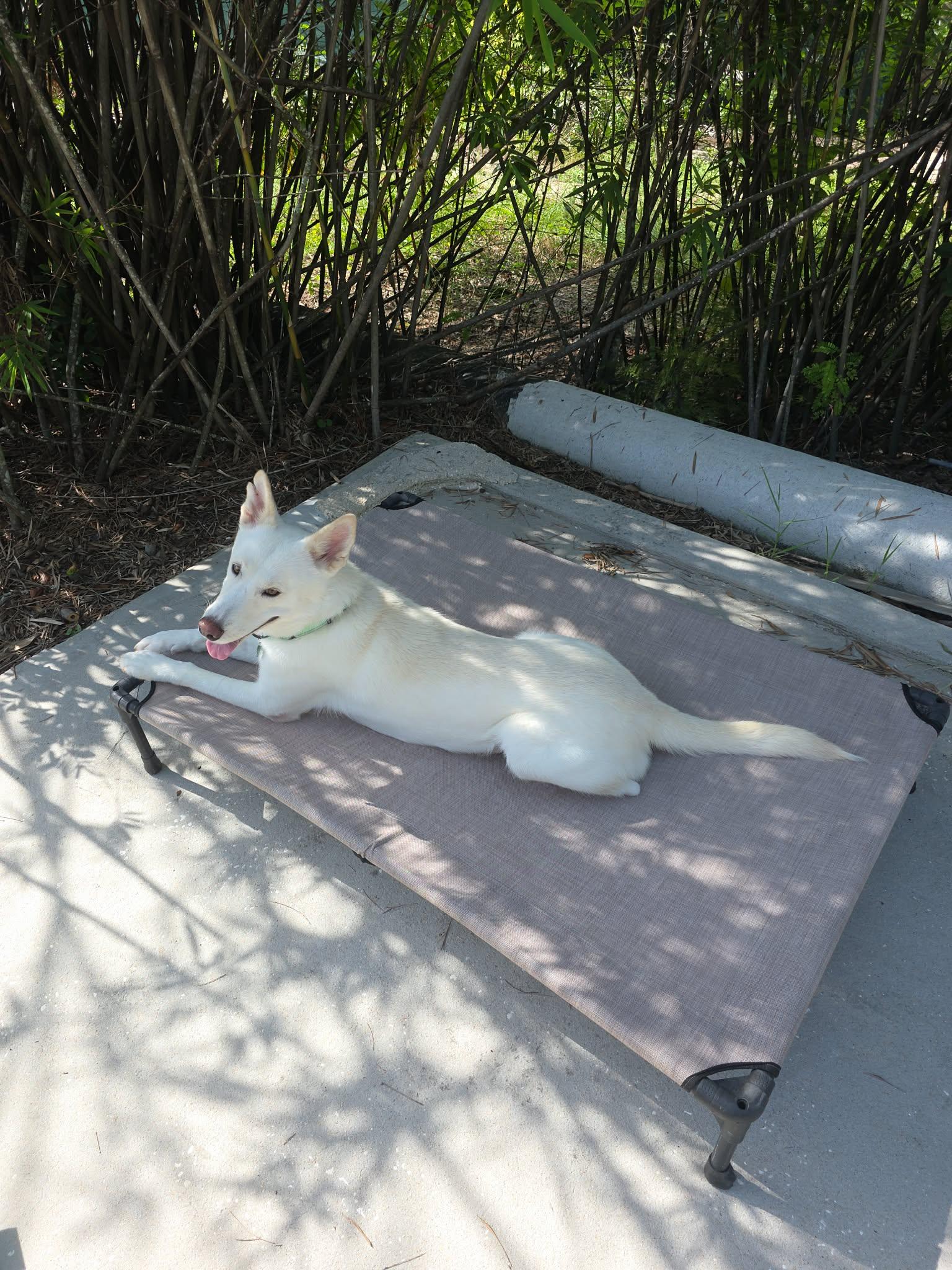 Enlarge Mystic, a Adoptable White German Shepherd in Londonderry, NH image 1/3