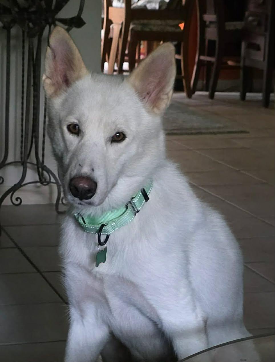 Enlarge Mystic, a Adoptable White German Shepherd in Londonderry, NH image 2/3