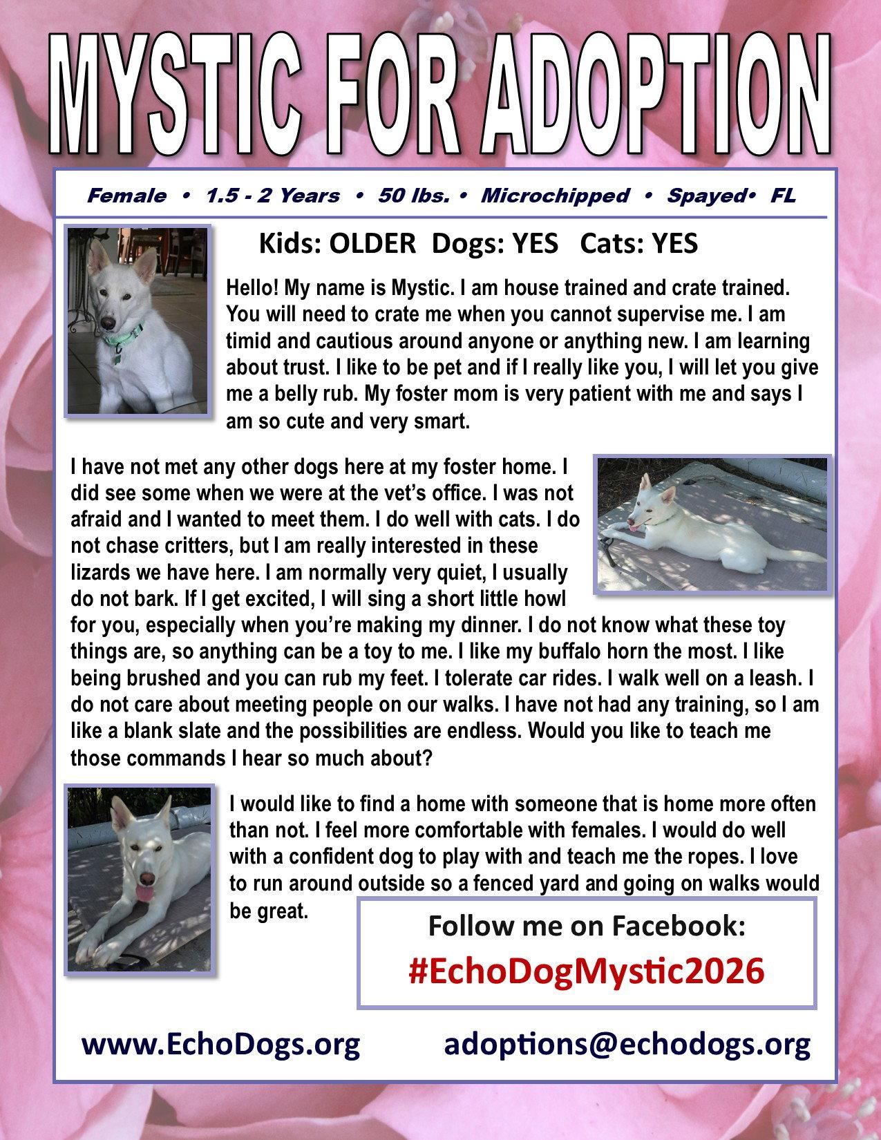 Enlarge Mystic, a Adoptable White German Shepherd in Londonderry, NH image 3/3