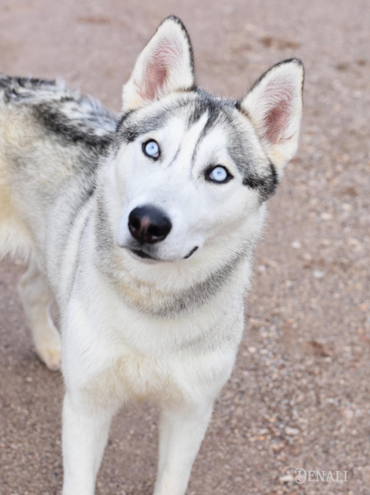 Denali, an adopted Husky in Charlottesville, VA image 4/6