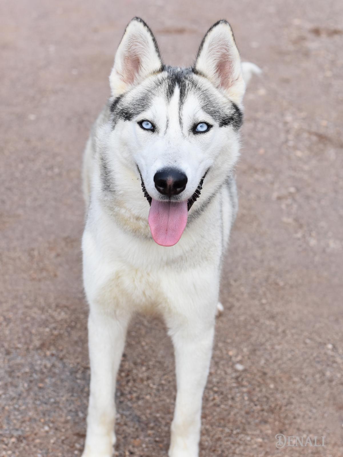 Denali, an adopted Husky in Charlottesville, VA image 3/6