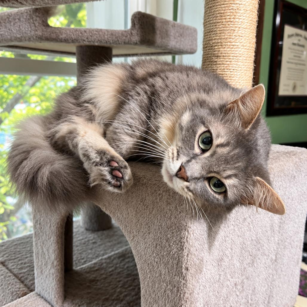 Enlarge Molly, a Adoptable Domestic Long Hair in Silver Spring, MD image 1/5