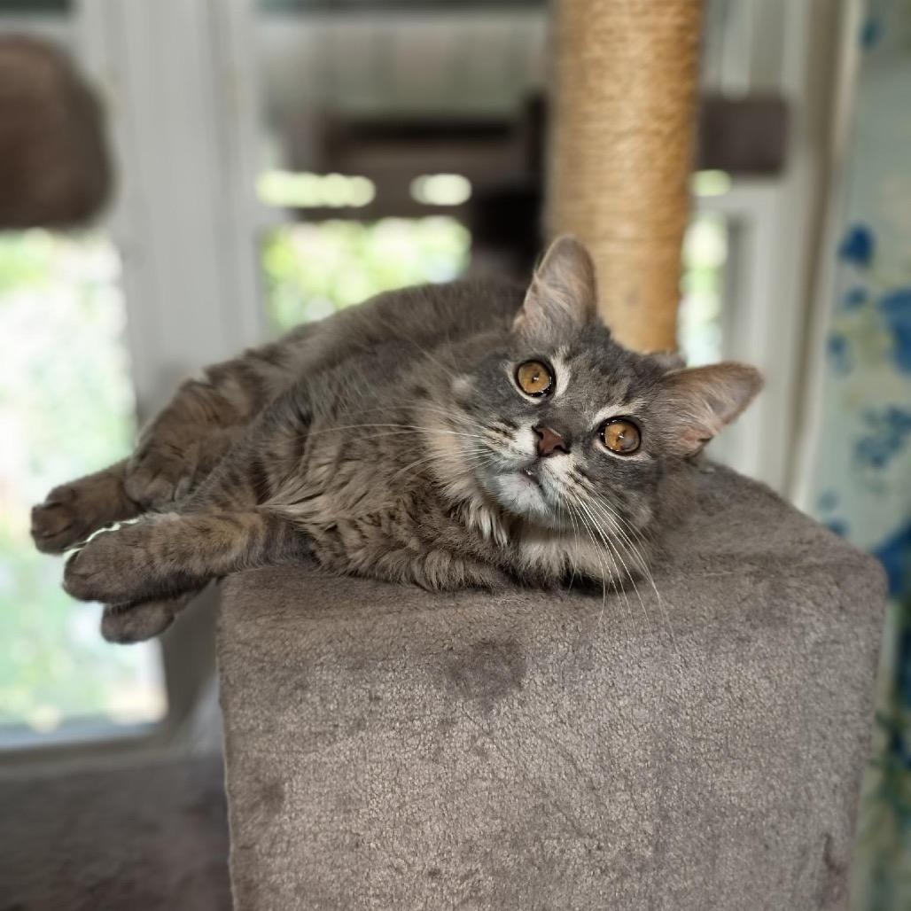 Enlarge Molly, a Adoptable Domestic Long Hair in Silver Spring, MD image 2/5