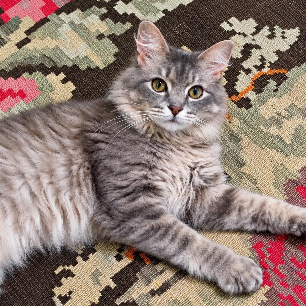 Enlarge Molly, a Adoptable Domestic Long Hair in Silver Spring, MD image 3/5
