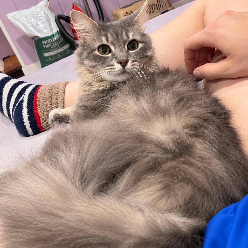 Enlarge Molly, a Adoptable Domestic Long Hair in Silver Spring, MD image 5/5