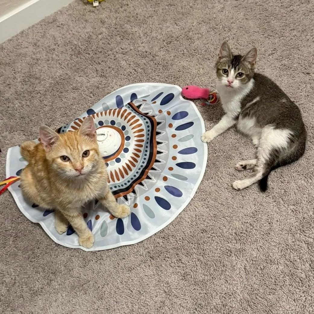 Dory, a ADOPTABLE Domestic Short Hair in Queen Creek, AZ image 6/6