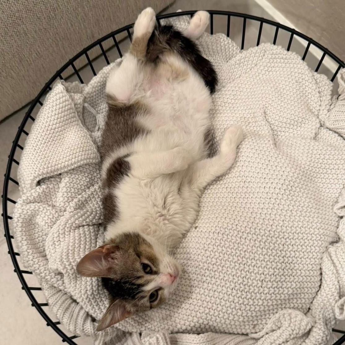 Dory, a ADOPTABLE Domestic Short Hair in Queen Creek, AZ image 5/6