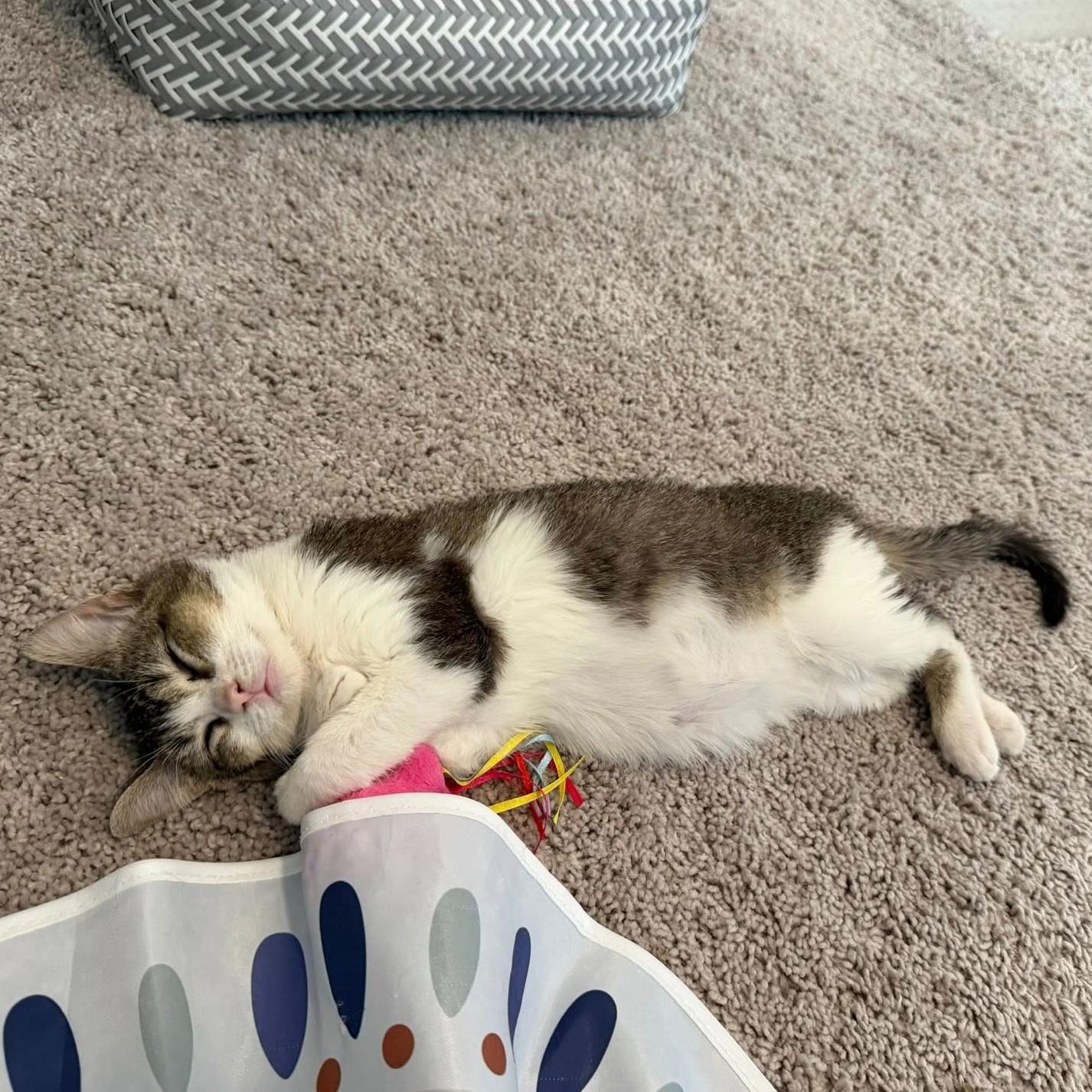 Dory, a ADOPTABLE Domestic Short Hair in Queen Creek, AZ image 3/6