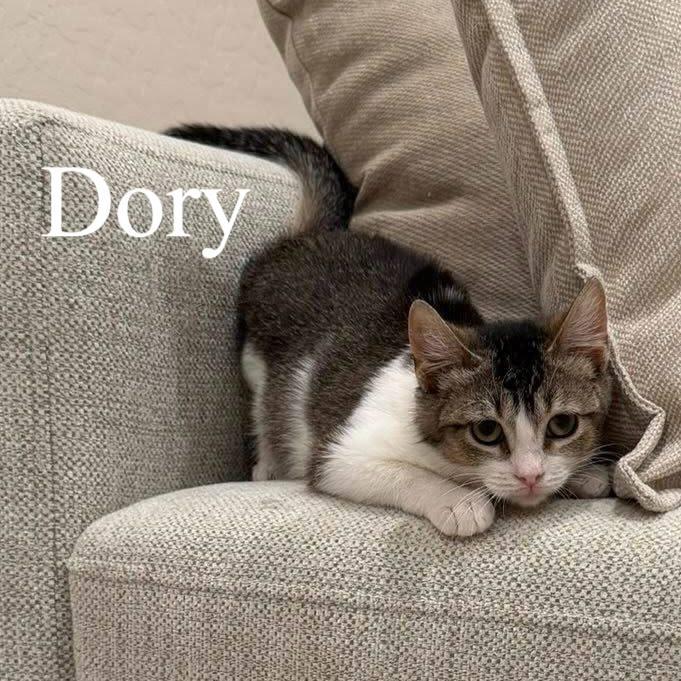 Dory, ADOPTABLE, Kitten Female Domestic Short Hair.