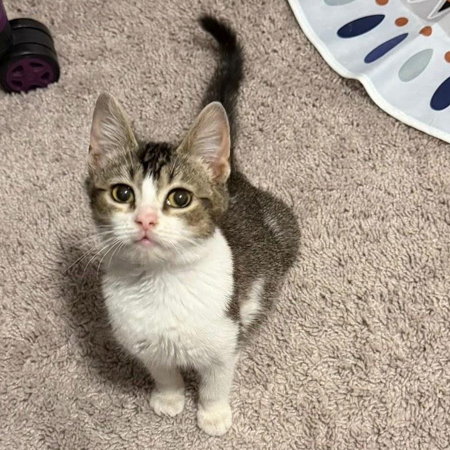 Dory, a ADOPTABLE Domestic Short Hair in Queen Creek, AZ image 4/6