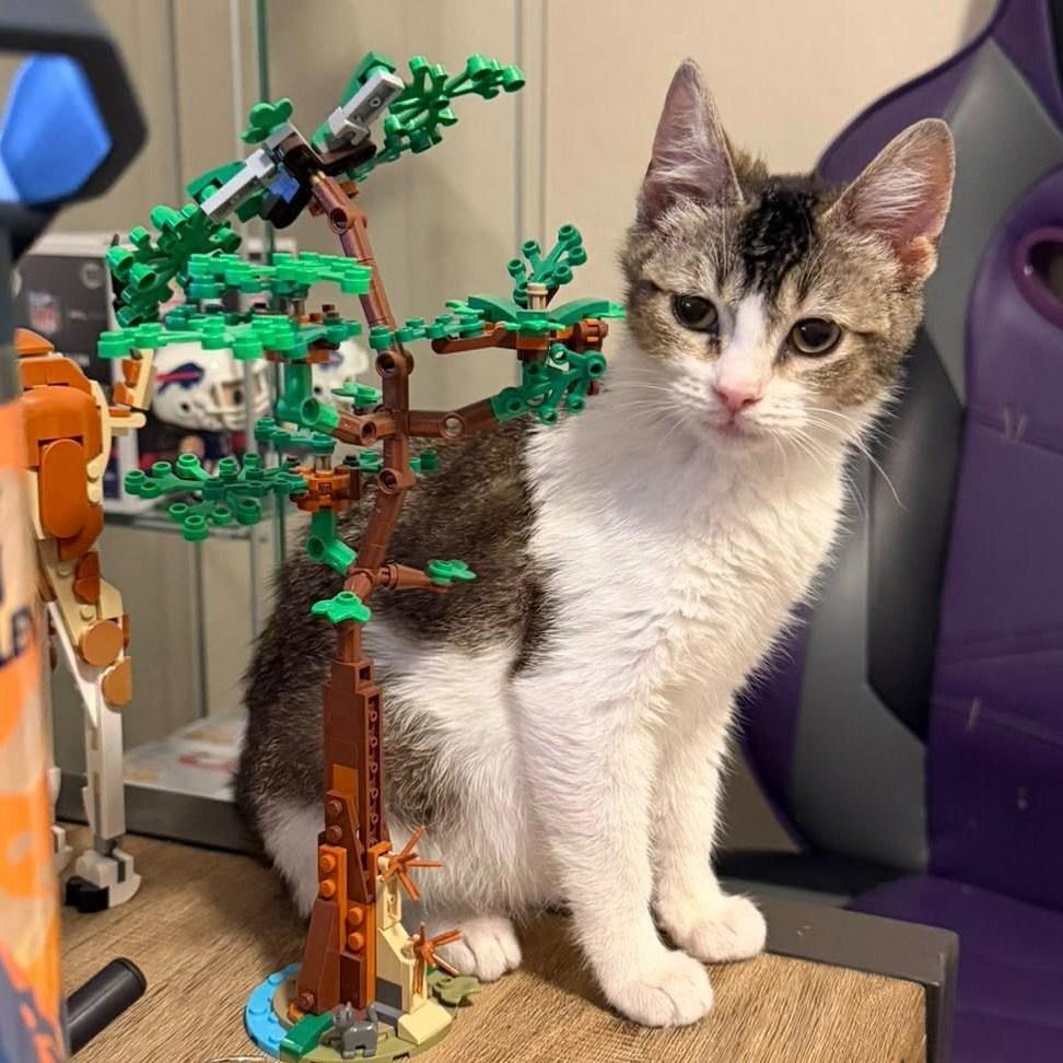 Dory, a ADOPTABLE Domestic Short Hair in Queen Creek, AZ image 2/6