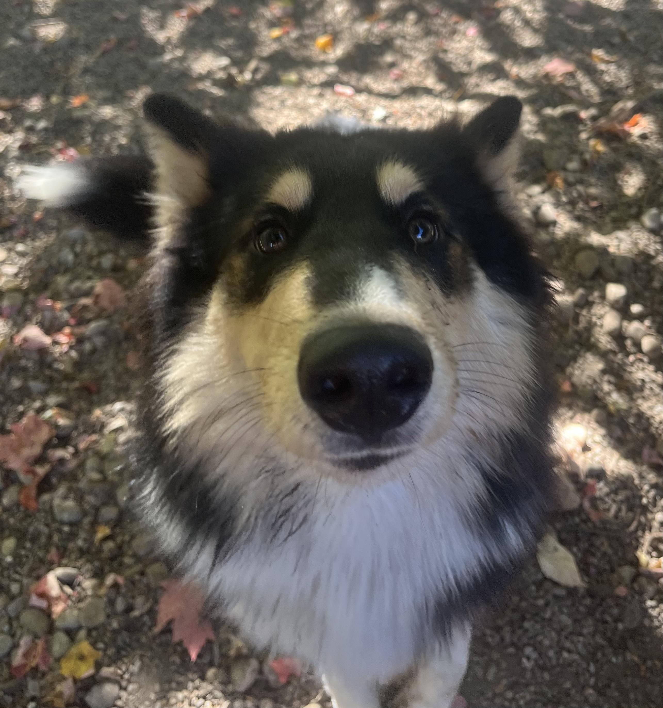 Enlarge Bowie, a Adoptable Border Collie in Boyne City, MI image 2/2