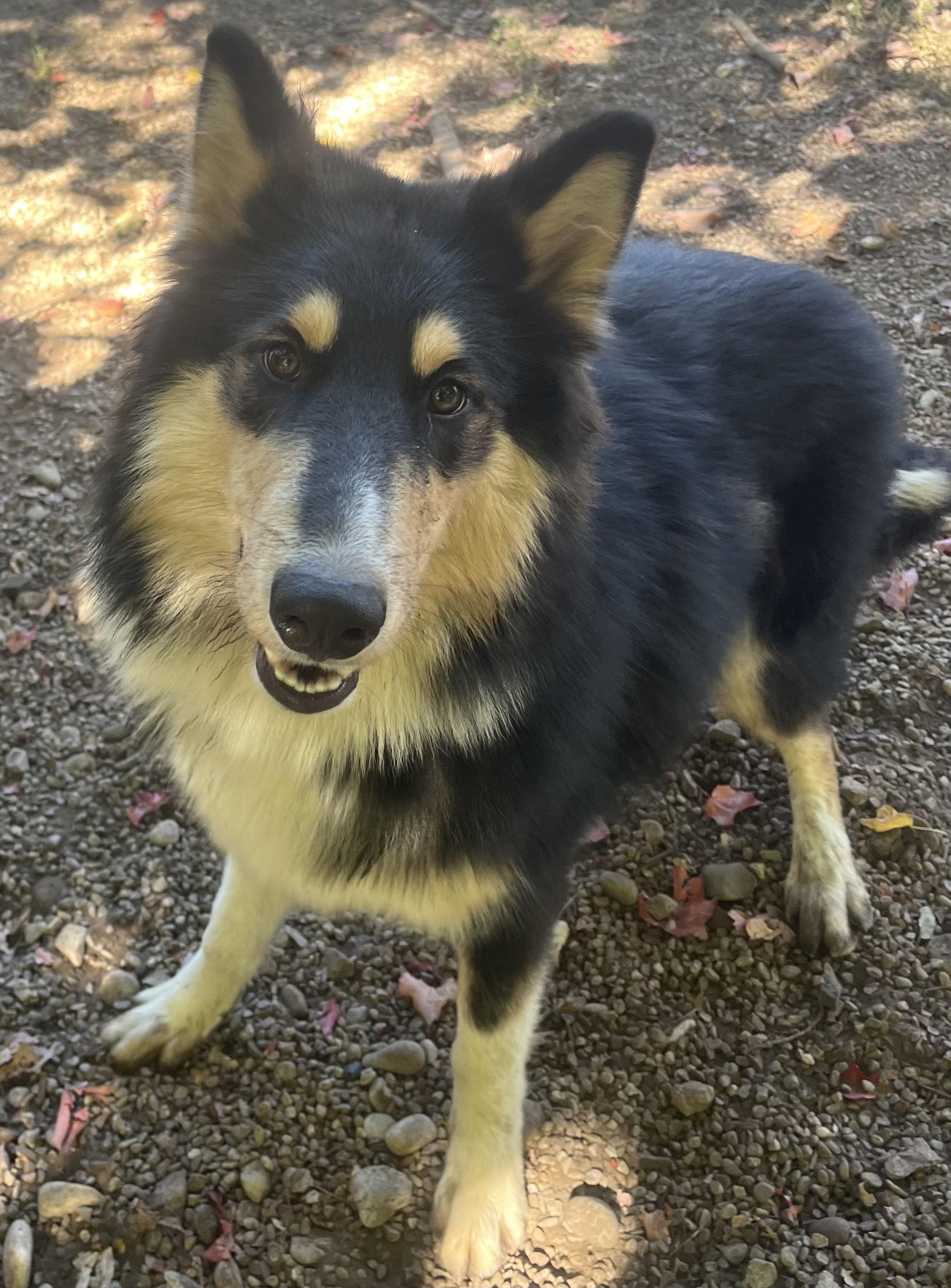 Bowie, Adoptable, Young Male Border Collie.