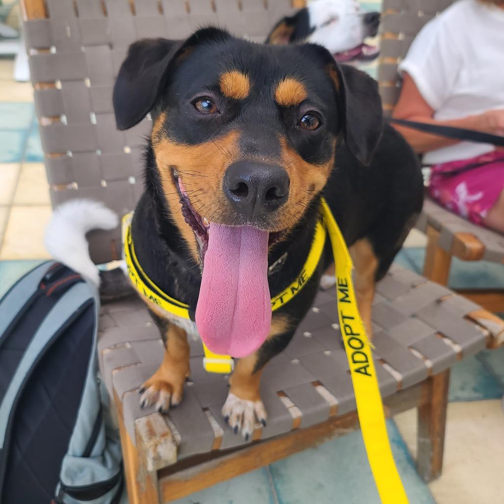 Brownie, Adoptable, Adult Female Mixed Breed.
