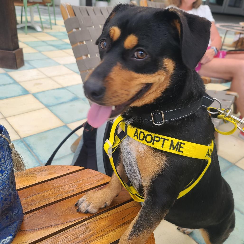 Enlarge Brownie, a Adoptable Mixed Breed in Galveston, TX image 2/6