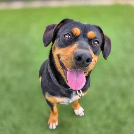 Enlarge Brownie, a Adoptable Mixed Breed in Galveston, TX image 4/6