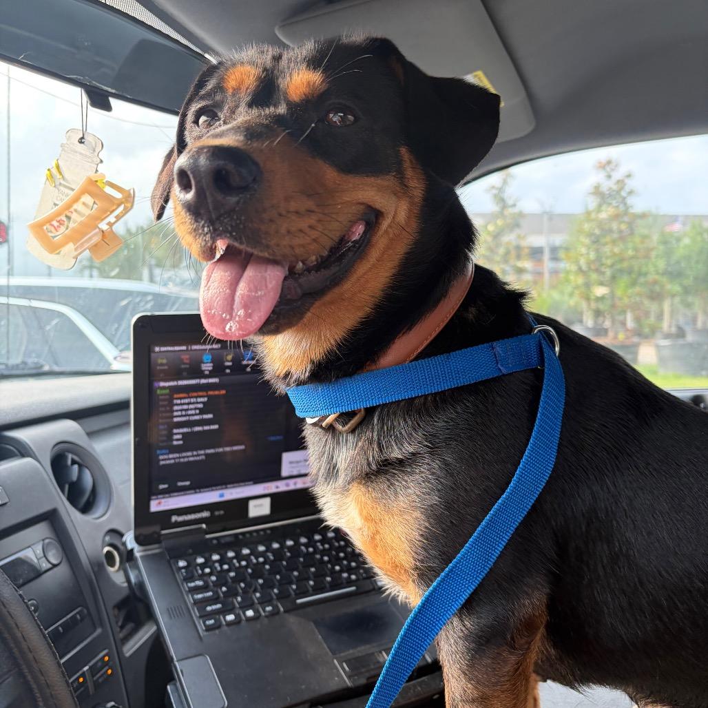 Enlarge Brownie, a Adoptable Mixed Breed in Galveston, TX image 5/6