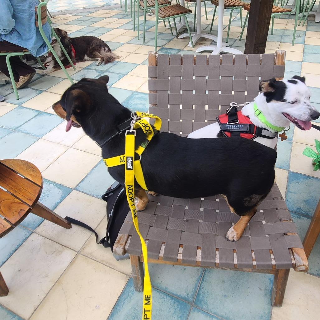 Enlarge Brownie, a Adoptable Mixed Breed in Galveston, TX image 6/6