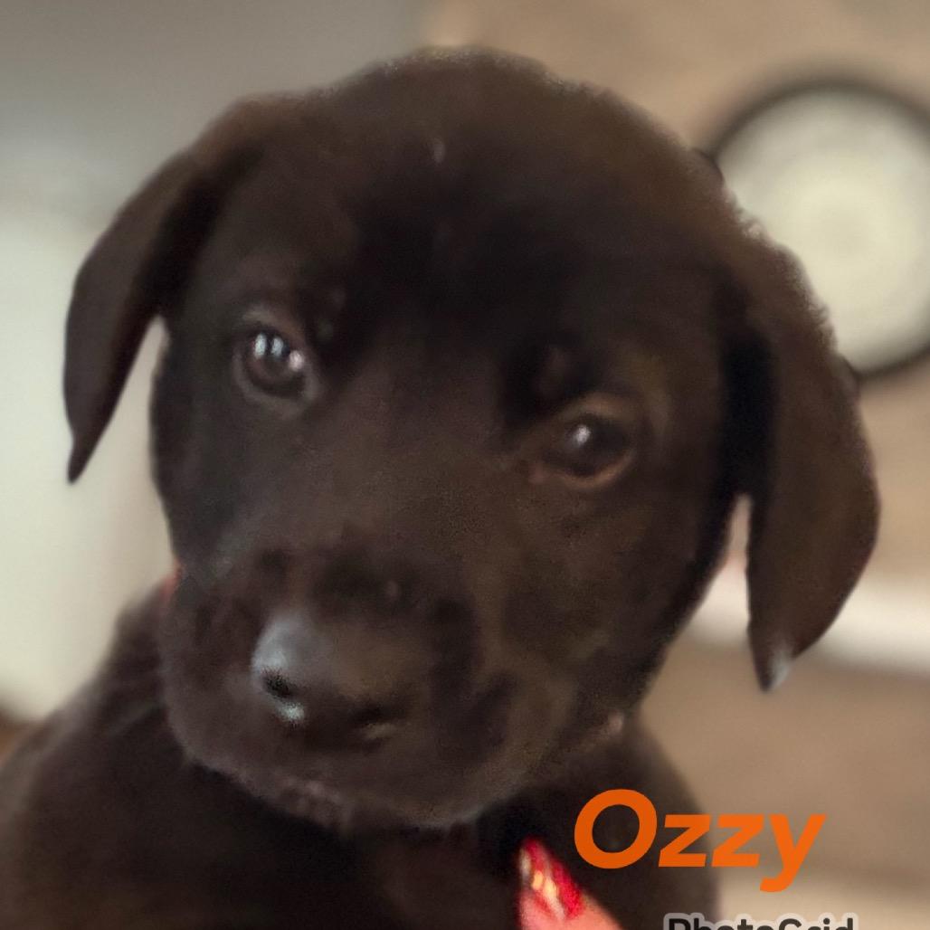Enlarge Ozzy - orange, a Adoptable Black Labrador Retriever in Greenfield, IN image 1/1