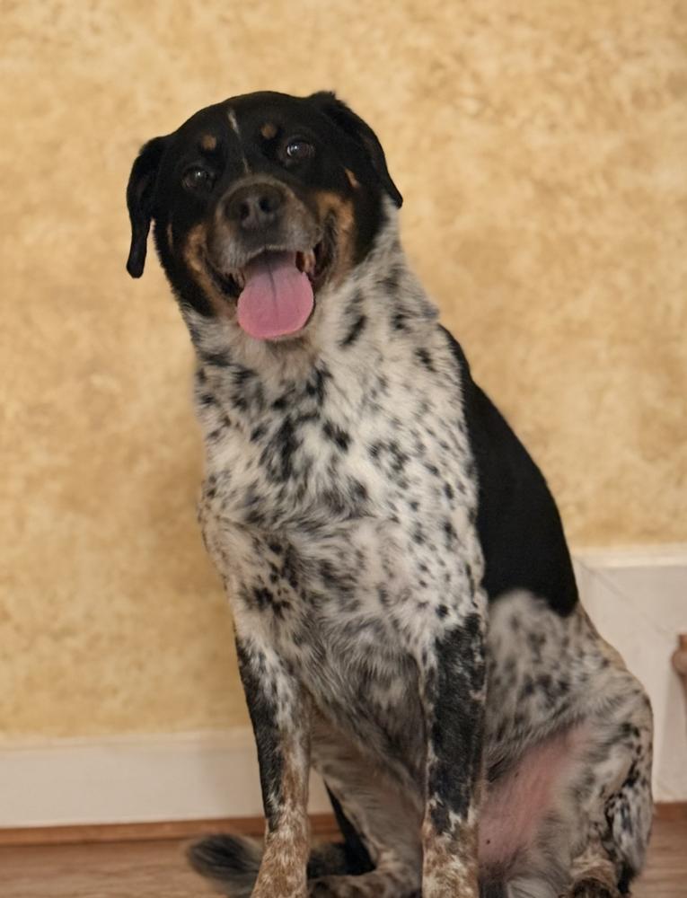 Enlarge Nimbus, a Adoptable mixed breed in Boston, MA image 1/4