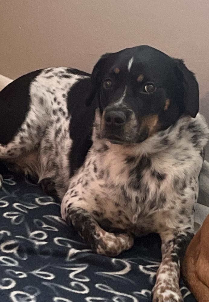 Enlarge Nimbus, a Adoptable mixed breed in Boston, MA image 2/4