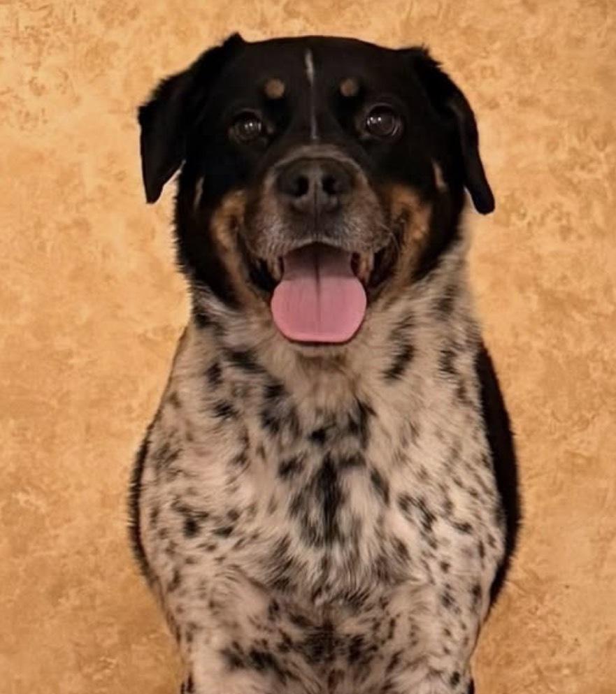 Enlarge Nimbus, a Adoptable mixed breed in Boston, MA image 3/4