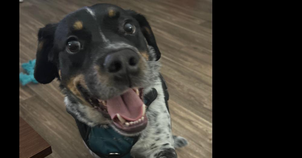 Enlarge Nimbus, a Adoptable mixed breed in Boston, MA image 4/4