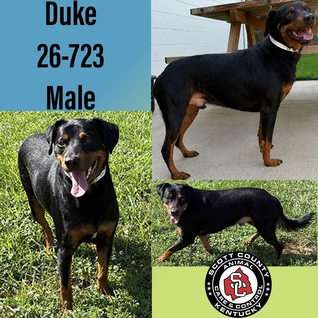 Enlarge Duke, a Adoptable Doberman Pinscher in Georgetown, KY image 1/1