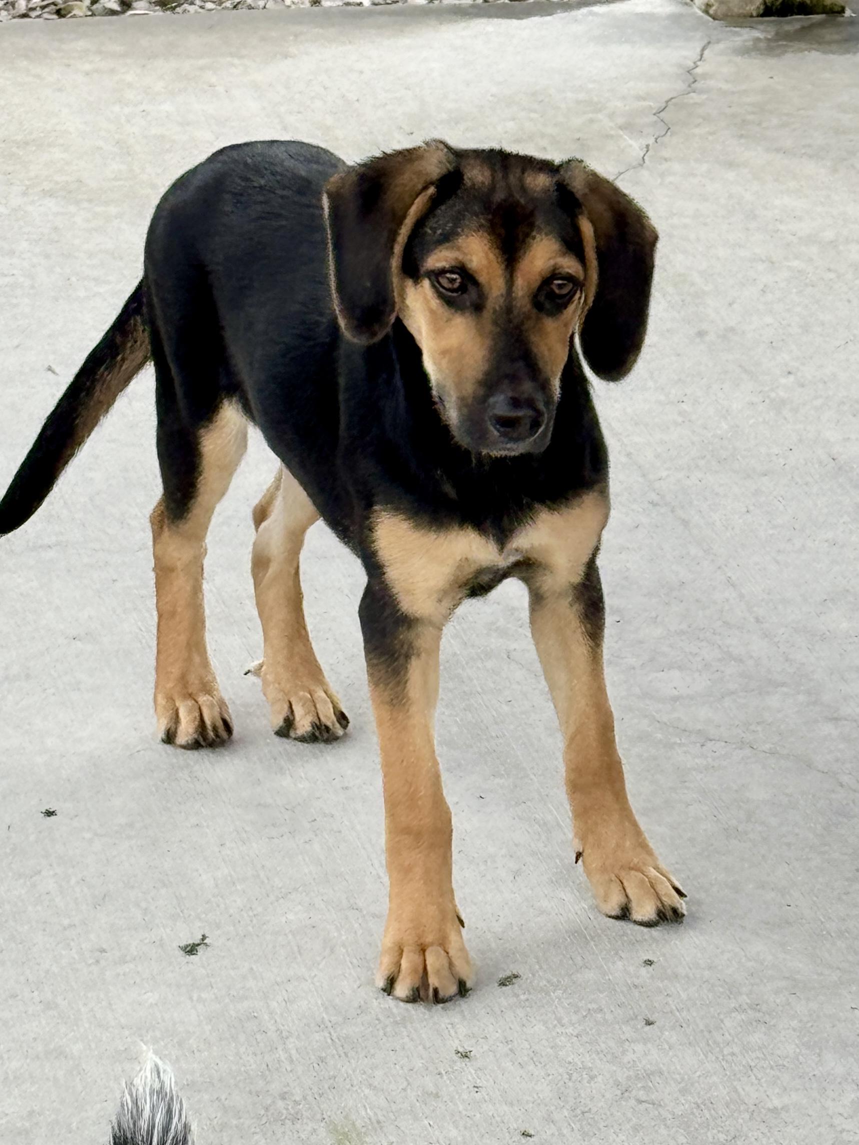Enlarge Dolly, a Adoptable mixed breed in Hartford, KY image 4/5
